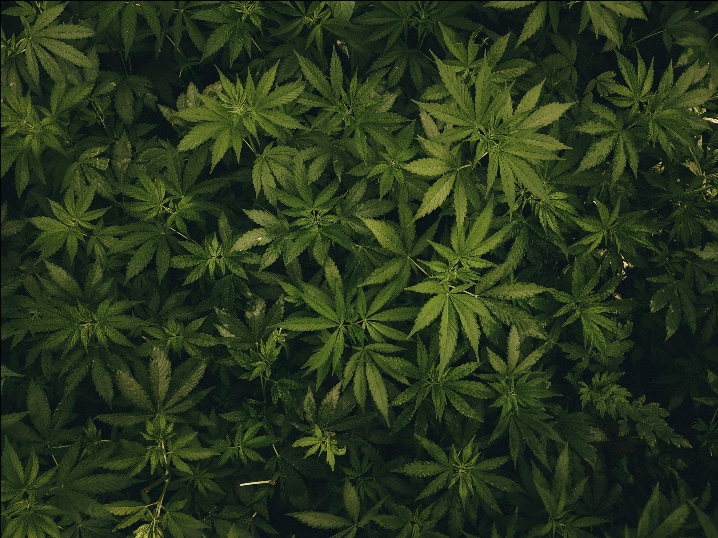 cannabis leaves in a plantation