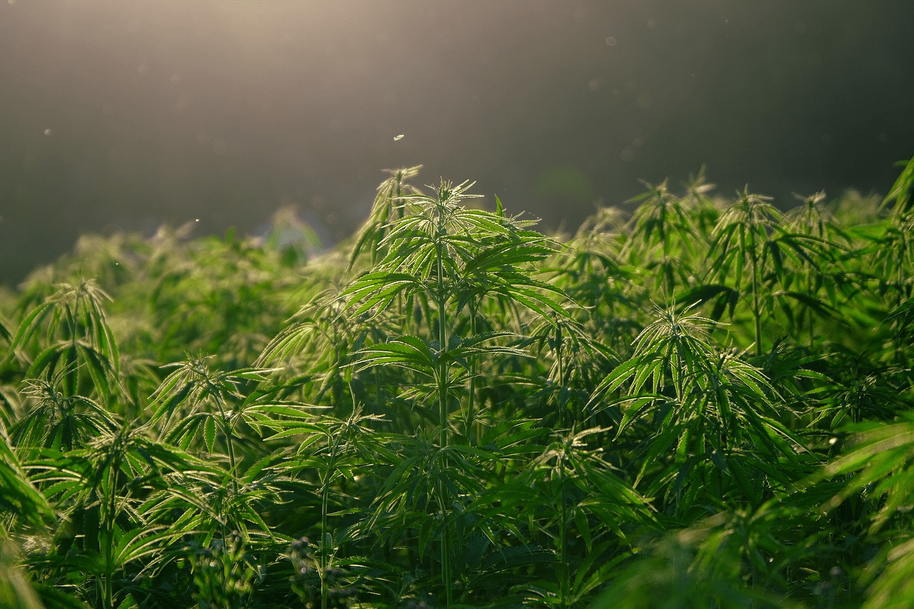 a field of green plants