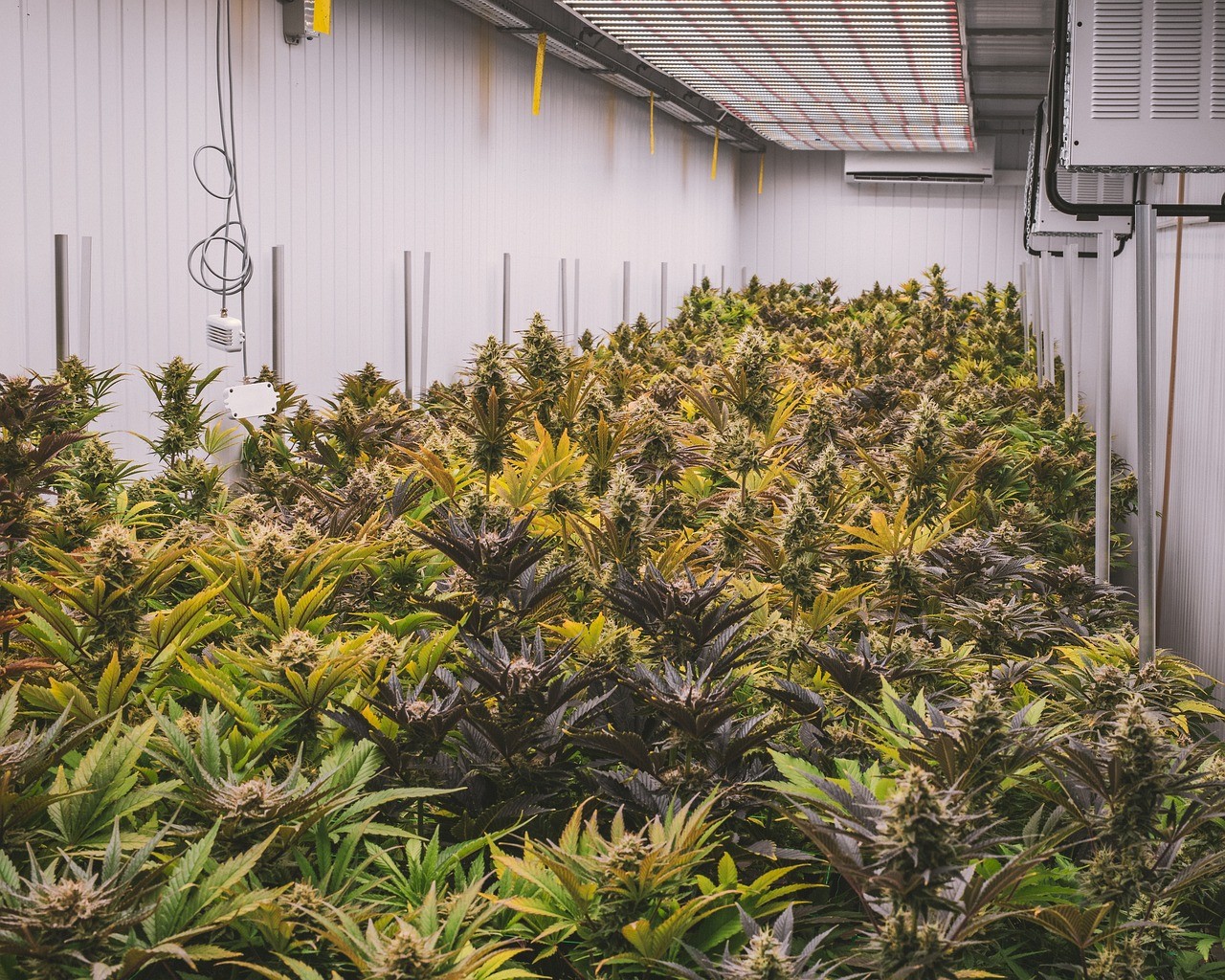 a room full of plants