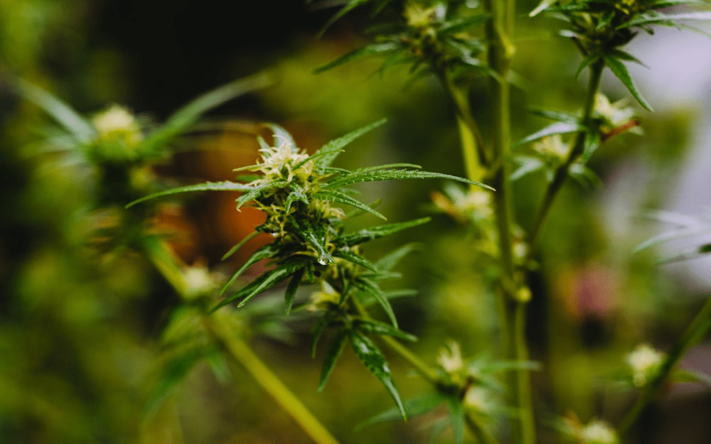 An image of a green plant