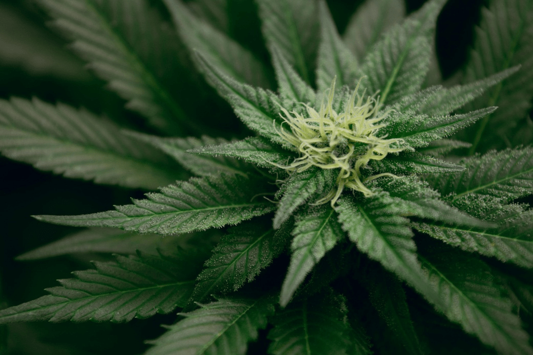 An image of a green plant