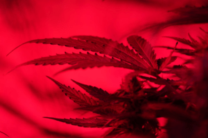 An image of a green plant in red light