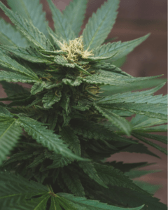 An image of a green plant 