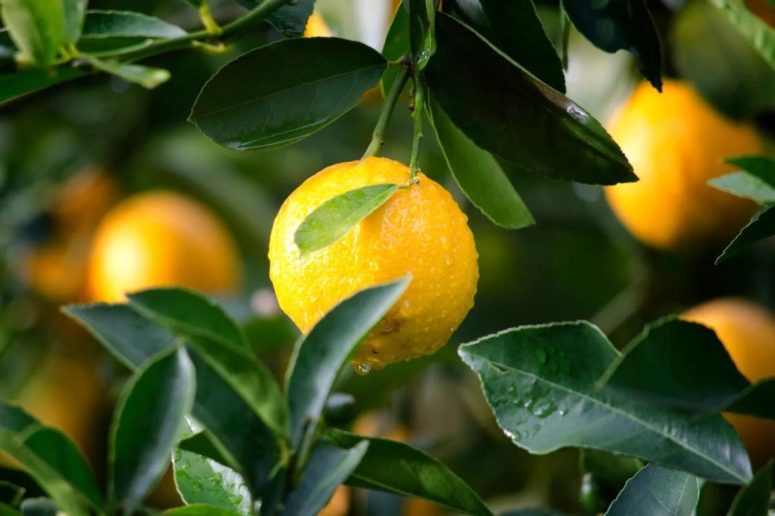 An image of a lemon 