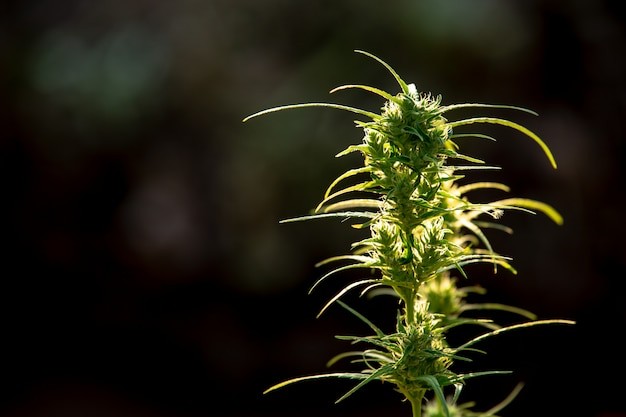 A vibrant cannabis plant showcasing lush green leaves, a source of natural terpenes for flavor and aroma