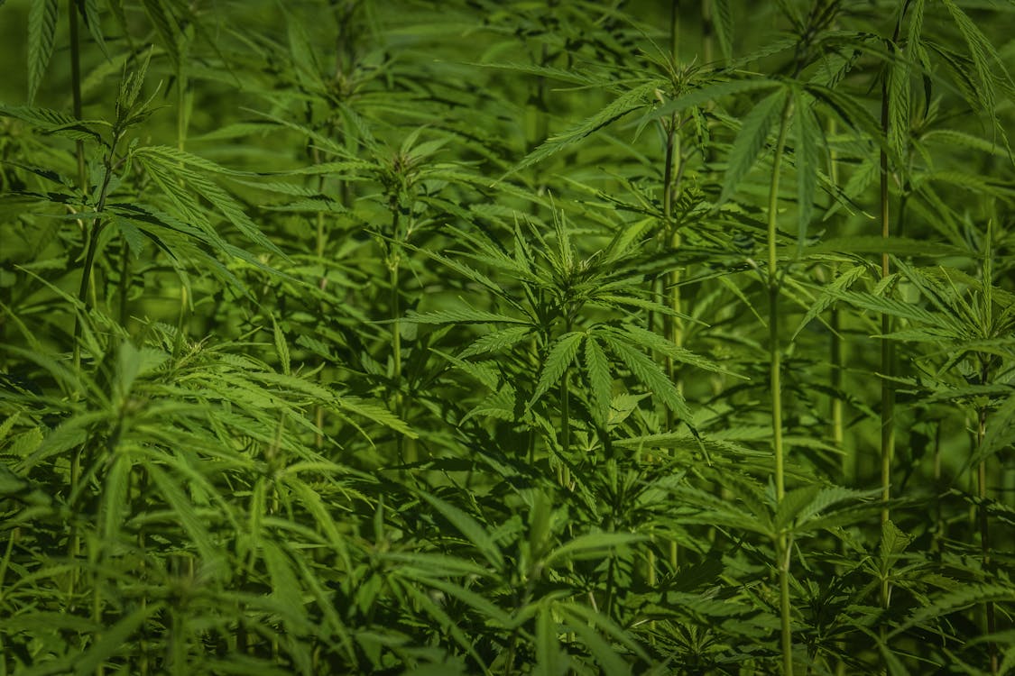 A close-up of vibrant cannabis plants with lush green leaves under sunlight.