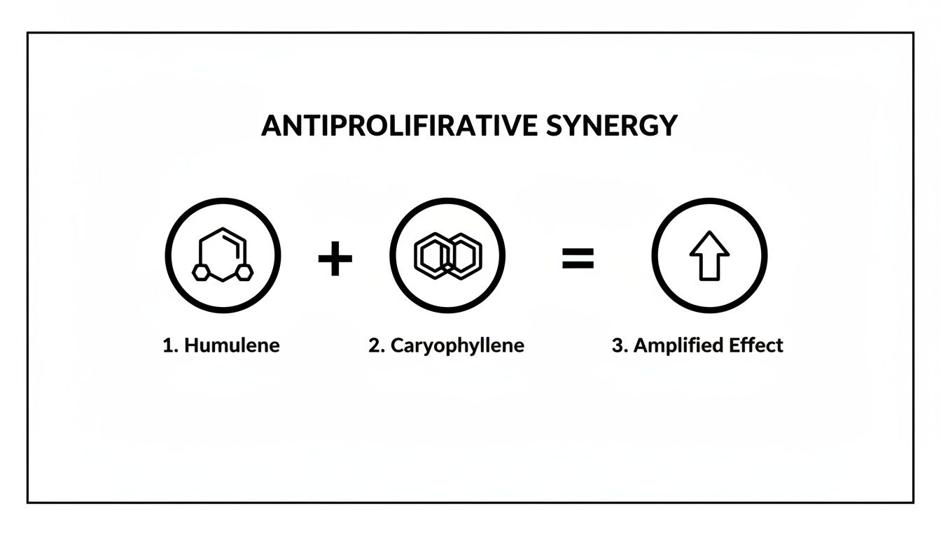 Diagram illustrating humulene and caryophyllene molecular structures combining for an amplified antiproliferative synergy.