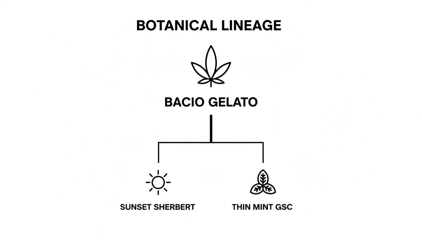 Botanical lineage chart illustrating Bacio Gelato's genetic heritage from Sunset Sherbert and Thin Mint GSC.