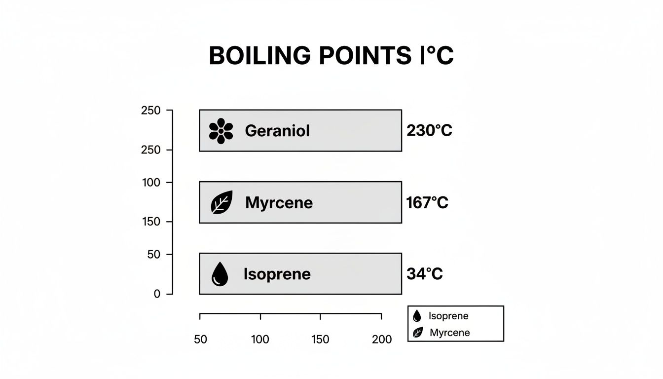 Bar chart illustrating the boiling points of Geraniol (230°C), Myrcene (167°C), and Isoprene (34°C).