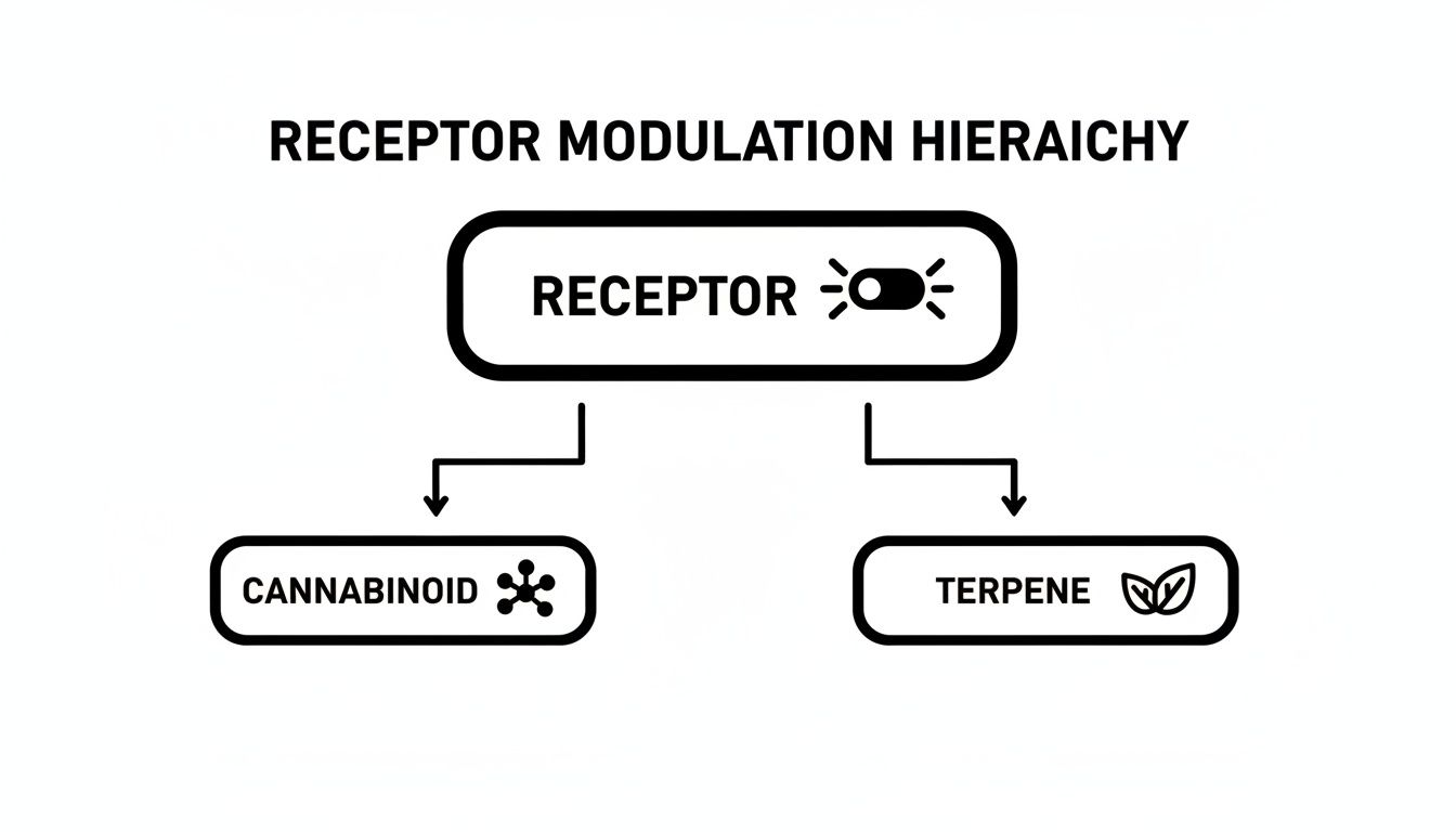 A black and white diagram illustrates a receptor modulation hierarchy, showing receptors connected to cannabinoids and terpenes.