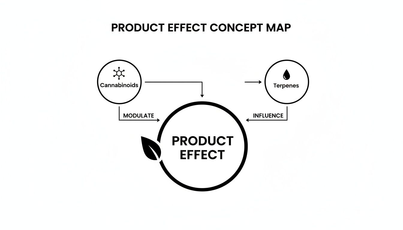 A concept map showing how cannabinoids modulate and terpenes influence the overall product effect.