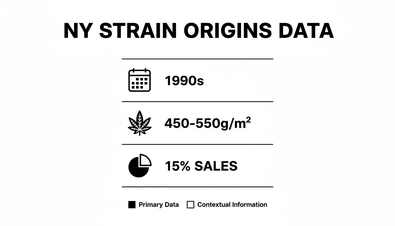 Infographic detailing New York cannabis strain origins data, featuring 1990s, yield, and sales information.