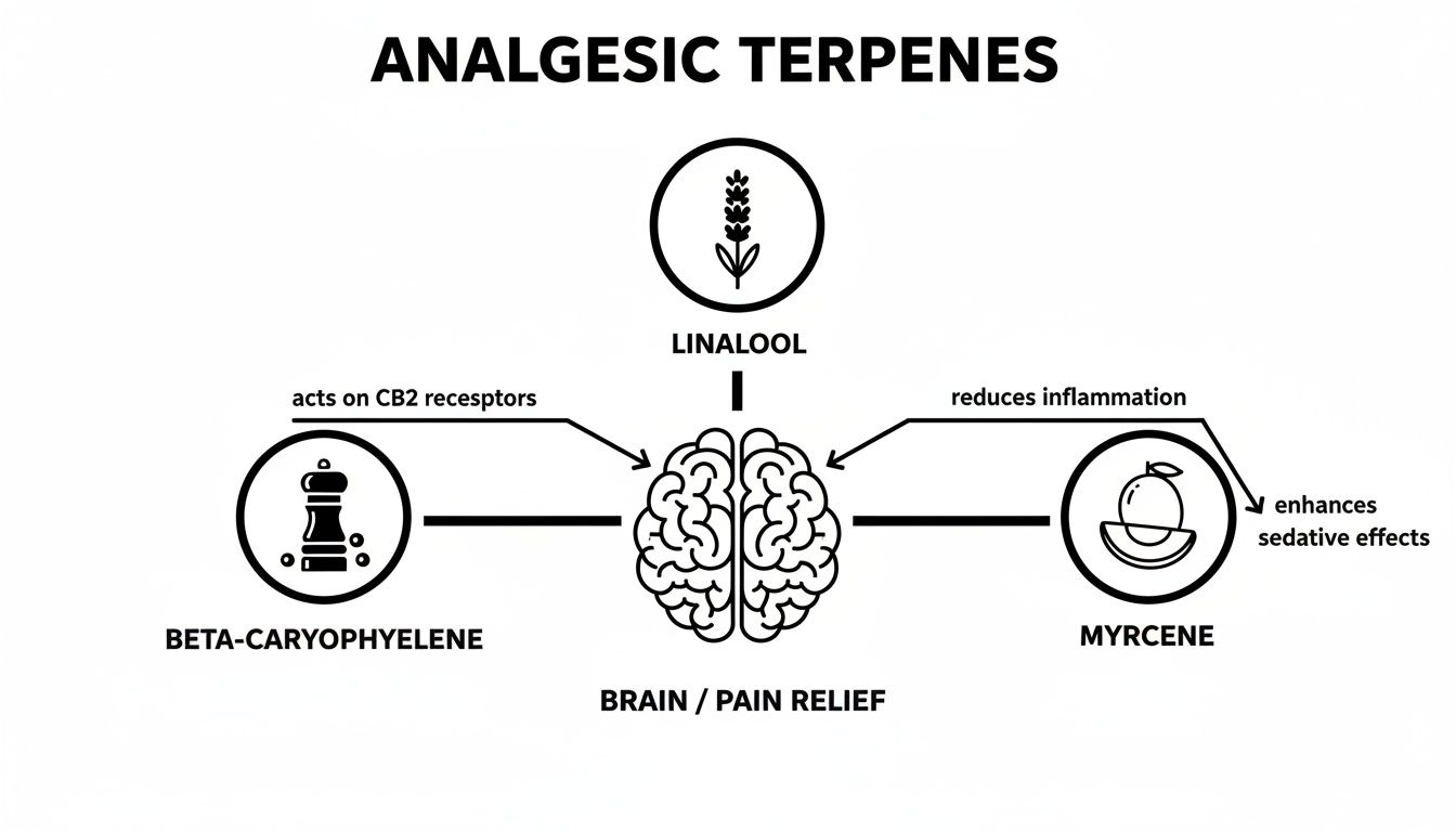 Diagram illustrating analgesic terpenes (Linalool, Beta-Caryophyllene, Myrcene) and their pathways for pain relief.