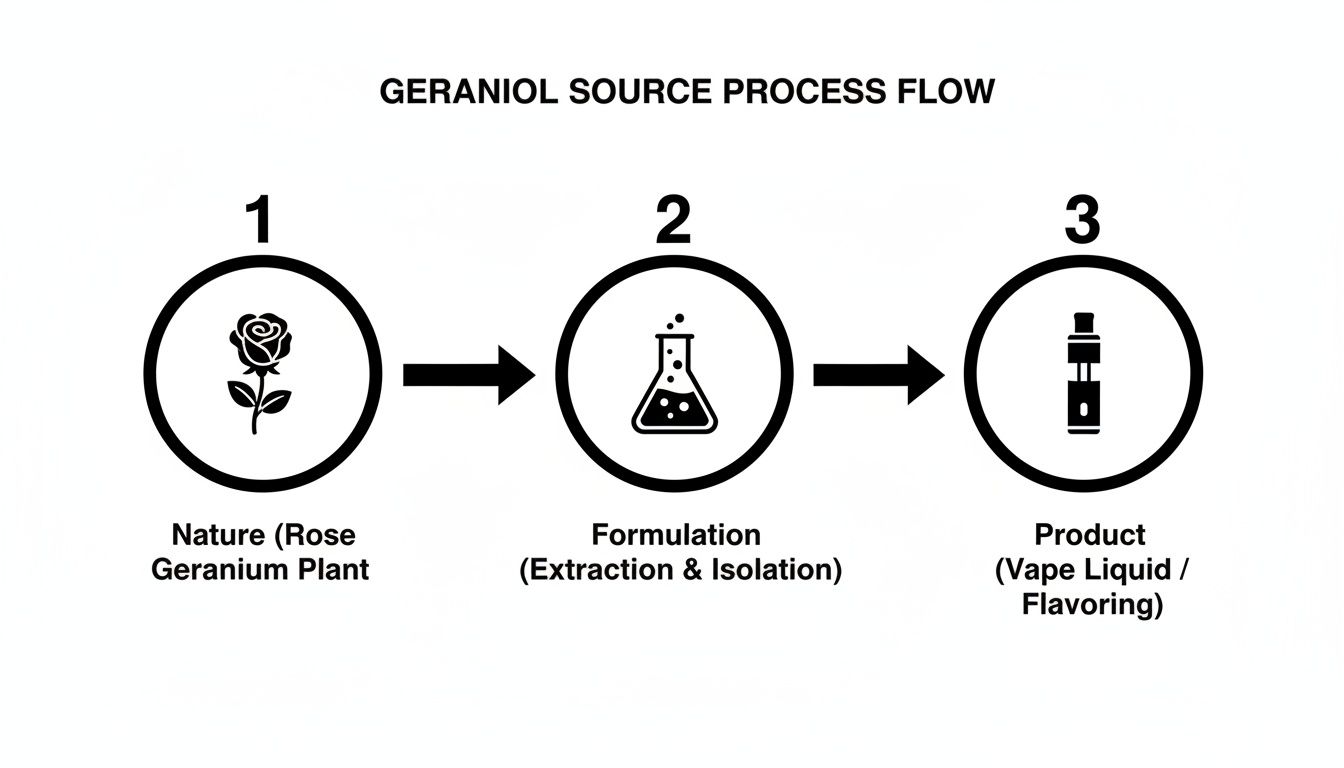 Flowchart showing the geraniol source process from rose geranium plant to vape liquid product.