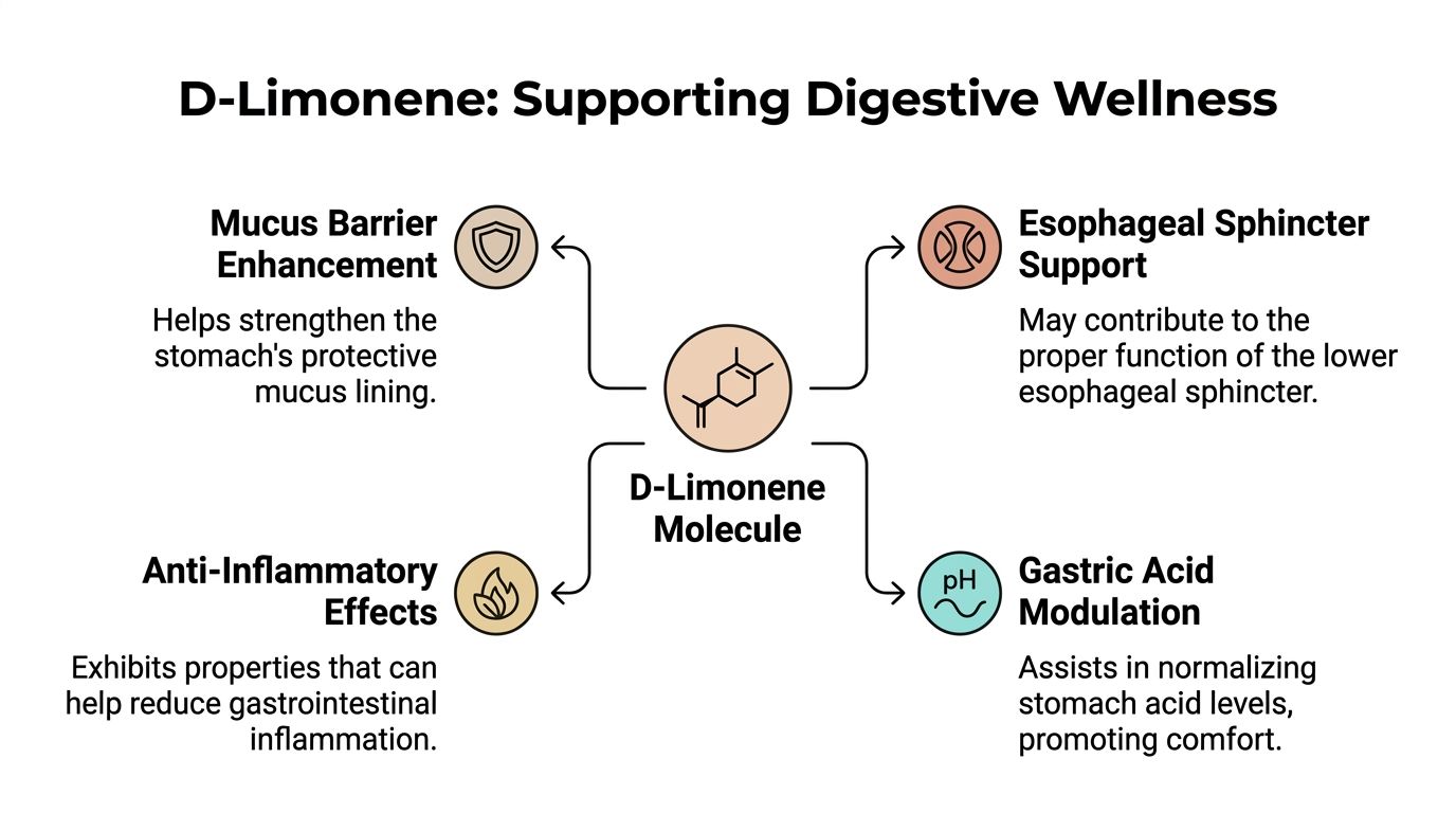A diagram illustrating the four digestive health benefits of the D-Limonene molecule for gastrointestinal wellness.