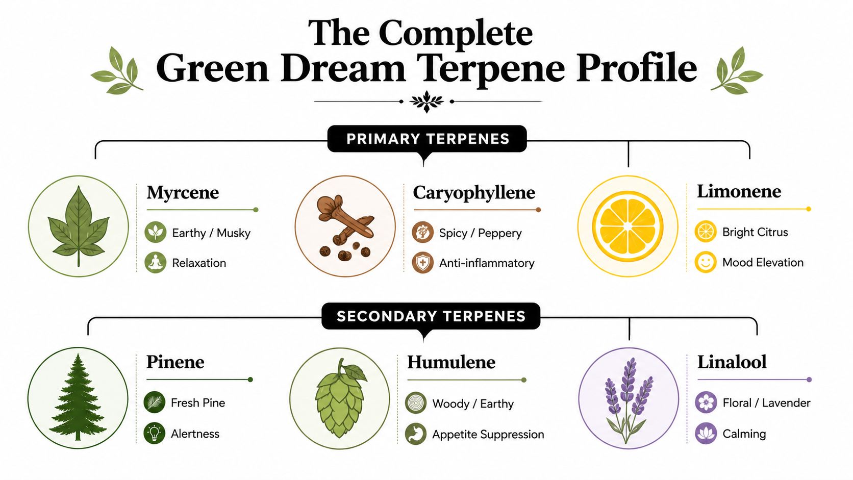 An infographic detailing the primary and secondary terpenes found in the Green Dream cannabis strain.