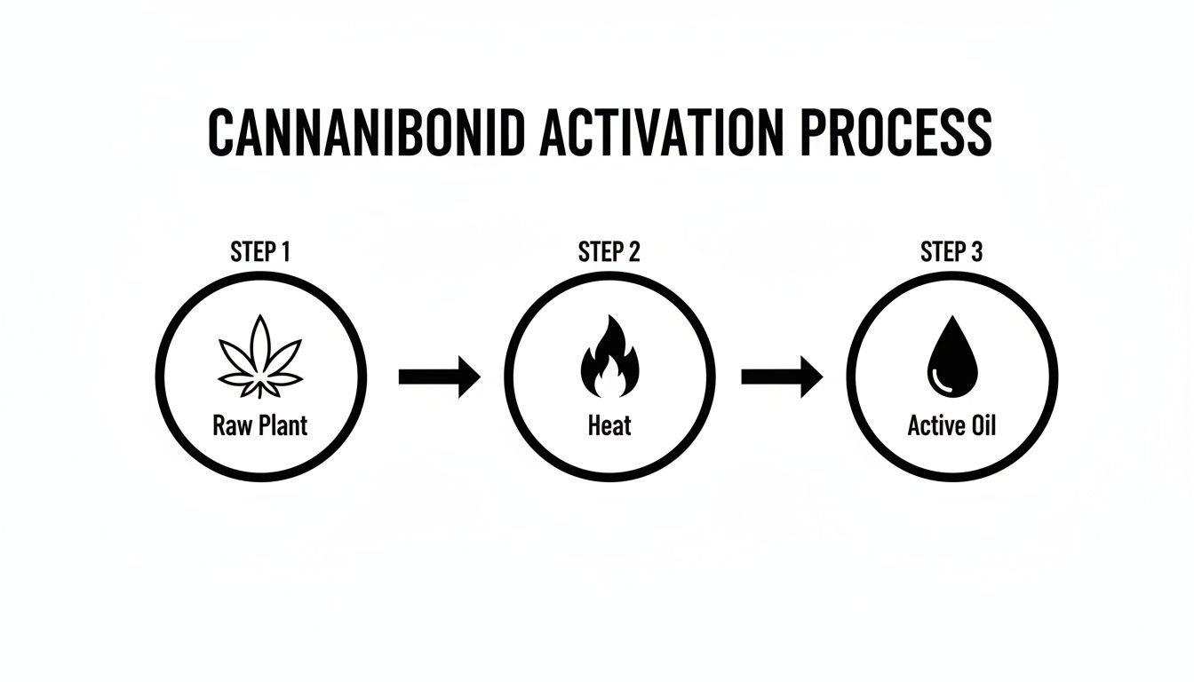 Diagram showing the cannabinoid activation process: Step 1 Raw Plant, Step 2 Heat, Step 3 Active Oil.