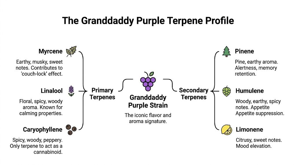 An infographic detailing the primary and secondary terpenes found in the Granddaddy Purple cannabis strain.