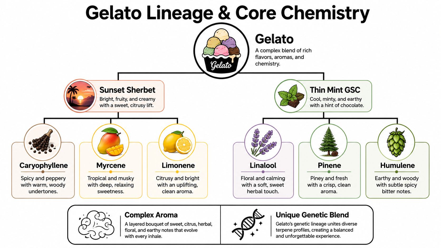 A diagram illustrating the lineage and terpene profiles of the Gelato cannabis strain, featuring its parent strains.