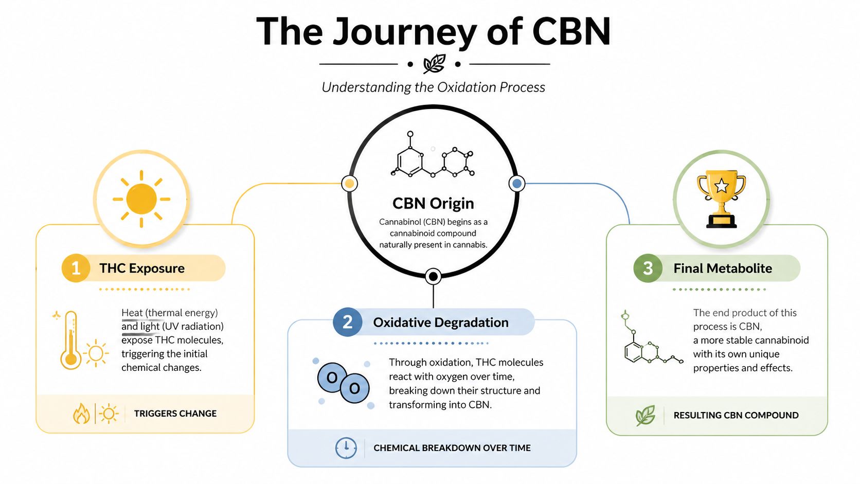 A diagram illustrating the oxidation process showing how THC transforms into CBN over time through environmental exposure.