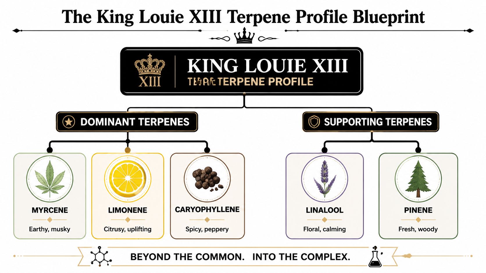 An infographic displaying the terpene profile of King Louie XIII cannabis, highlighting dominant and supporting terpene compounds.