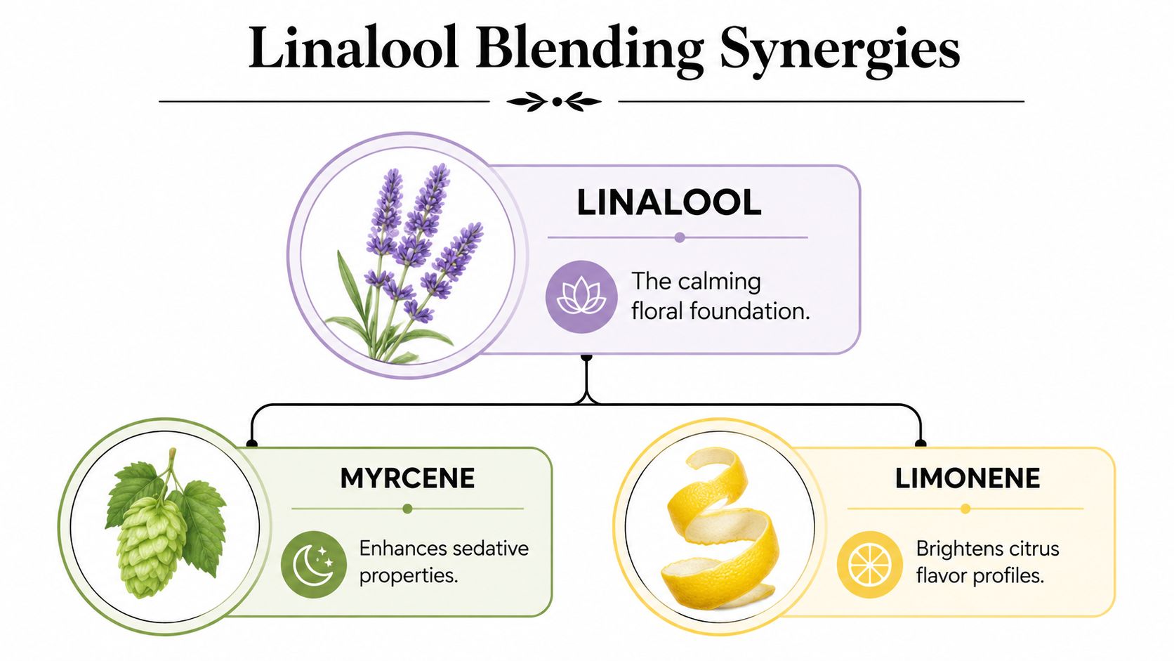 A flow chart illustrating how Linalool blends with Myrcene for sedation and Limonene for bright citrus notes.