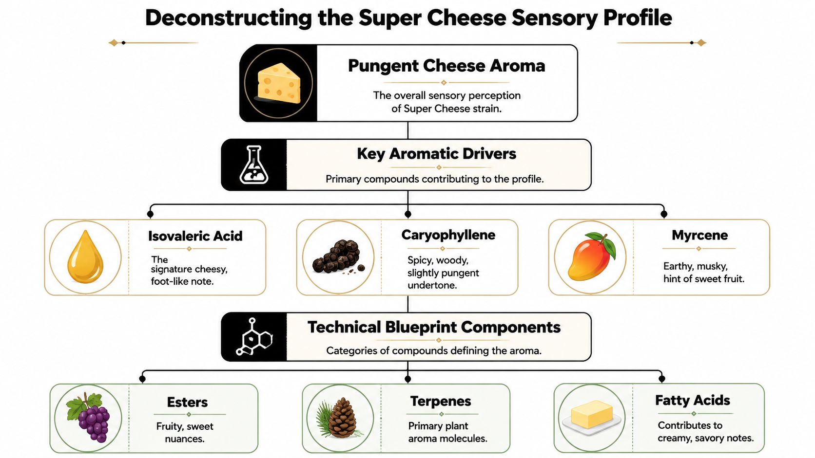An infographic diagram deconstructing the sensory profile and aromatic components of the Super Cheese strain.
