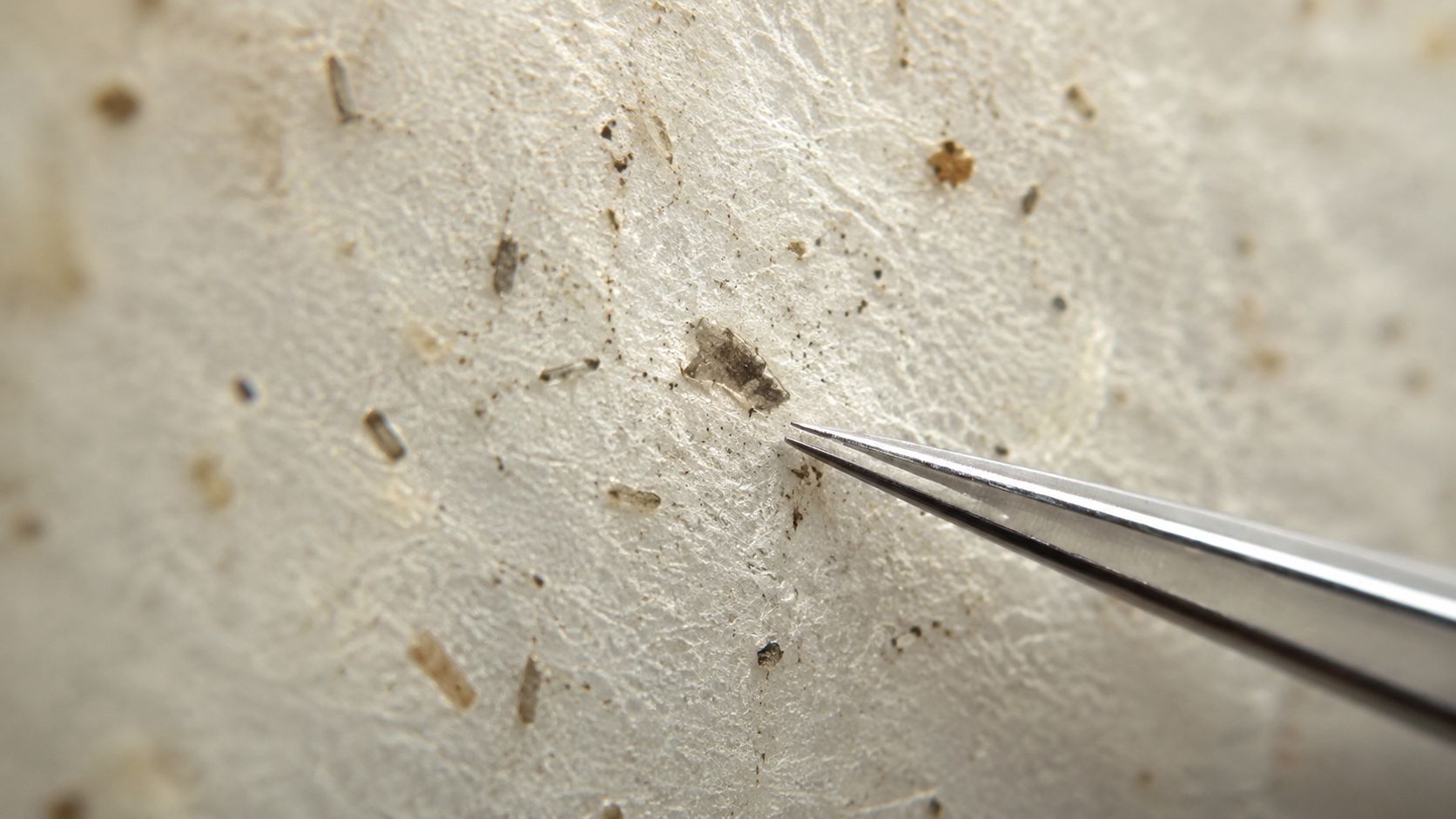 A pair of metal tweezers carefully picking up small plant fragments from textured weed wrapping paper.