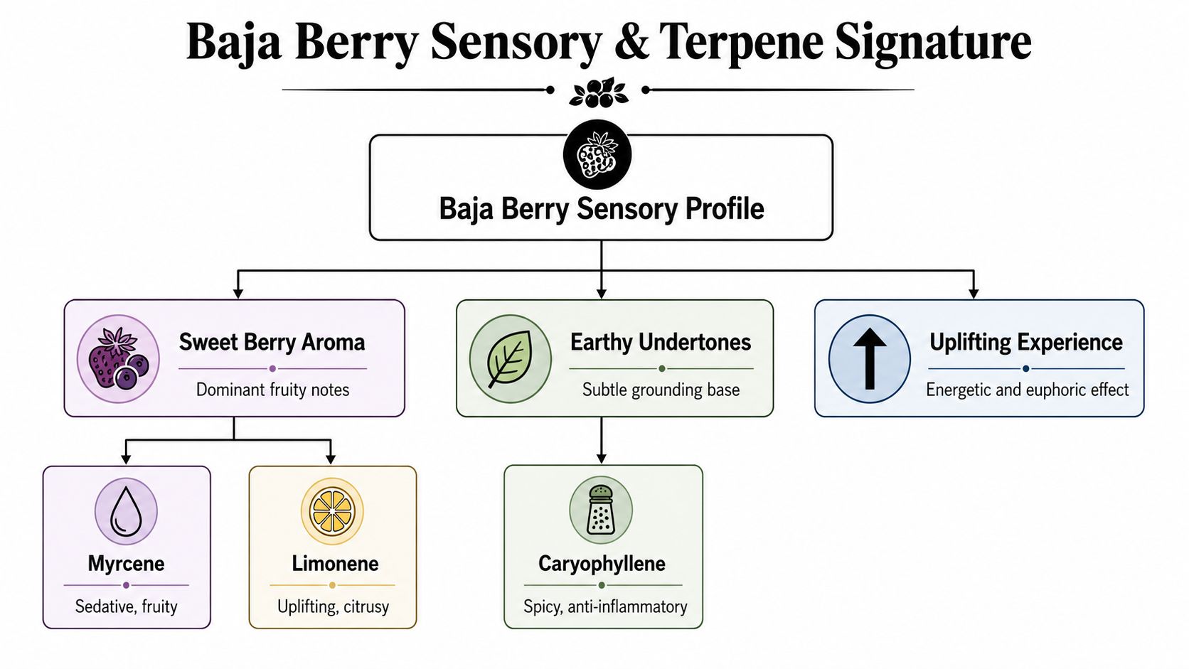 A diagram illustrating the sensory profile and terpene signature of the Baja Berry cannabis strain.