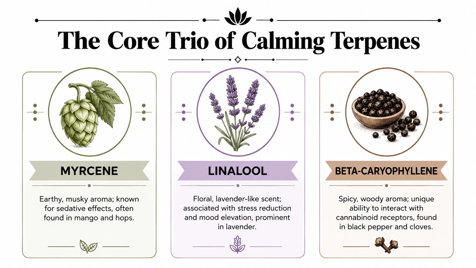 A graphic titled The Core Trio of Calming Terpenes featuring illustrations and descriptions for Myrcene, Linalool, and Beta-Caryophyllene.