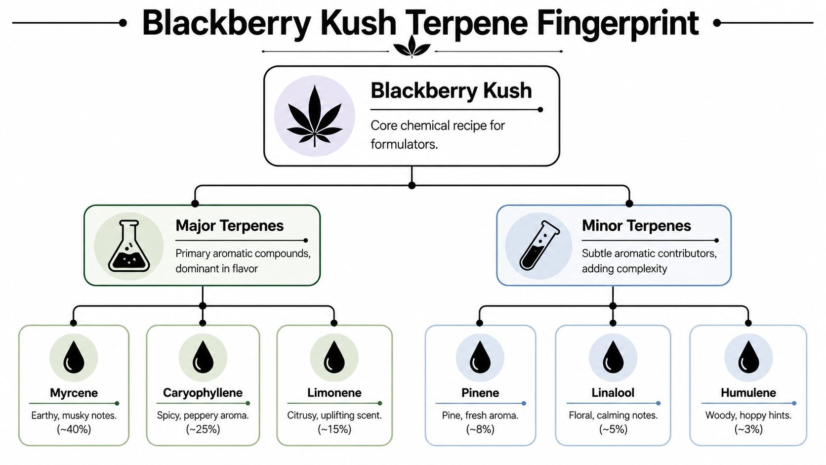 A diagram illustrating the terpene fingerprint of the Blackberry Kush cannabis strain, detailing major and minor components.