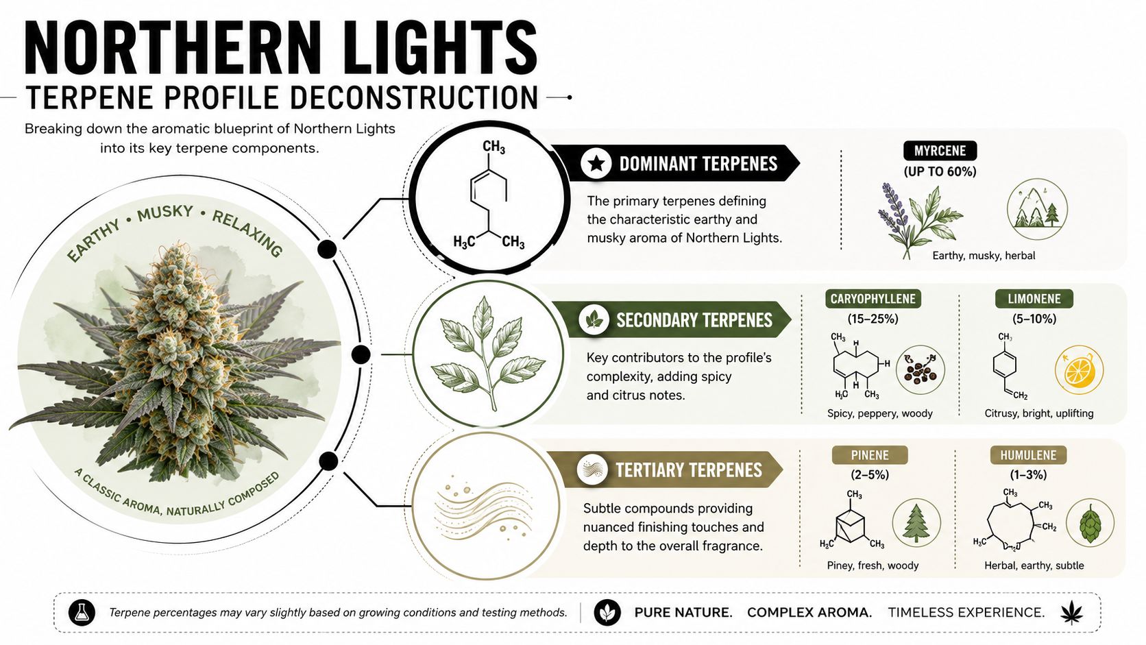 An infographic detailing the terpene profile of the Northern Lights cannabis strain, highlighting primary and secondary components.