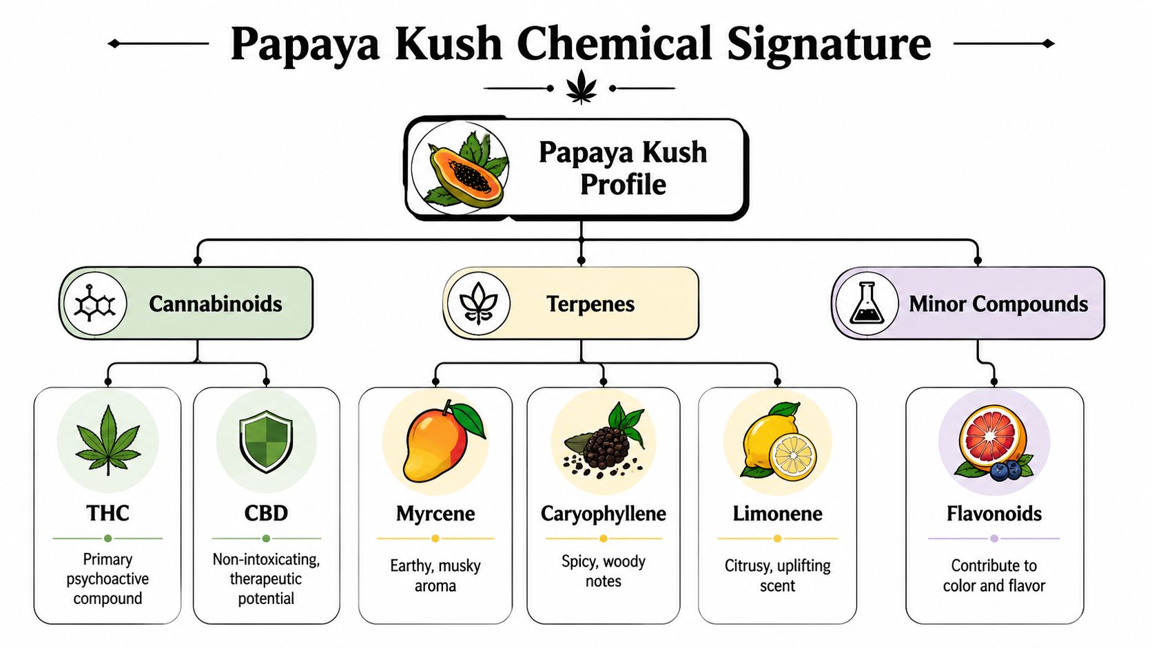 An infographic detailing the chemical composition of Papaya Kush strain, including cannabinoids, terpenes, and flavonoids.