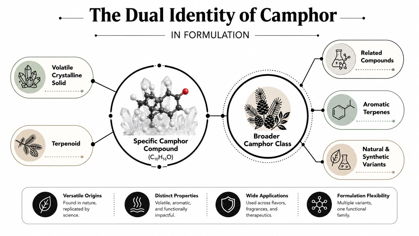 An infographic illustrating the dual identity of camphor as both a specific compound and a broader chemical class.