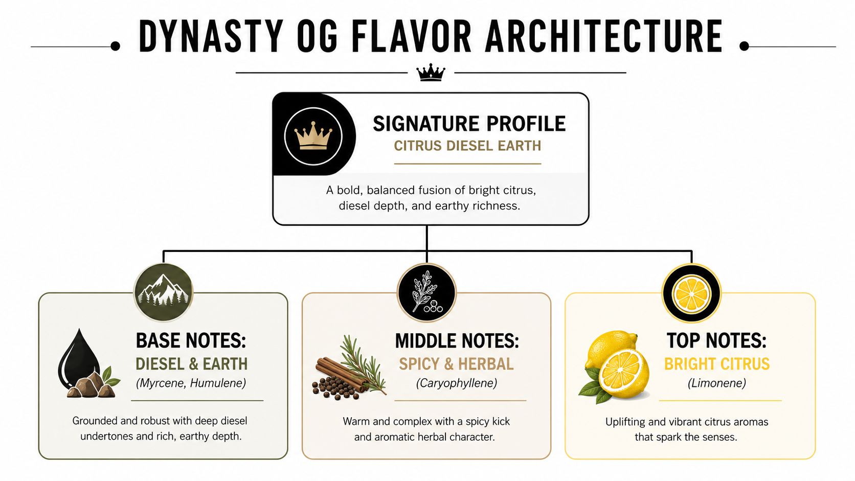 A detailed flavor architecture infographic for the Dynasty OG strain showing top, middle, and base aromatic notes.