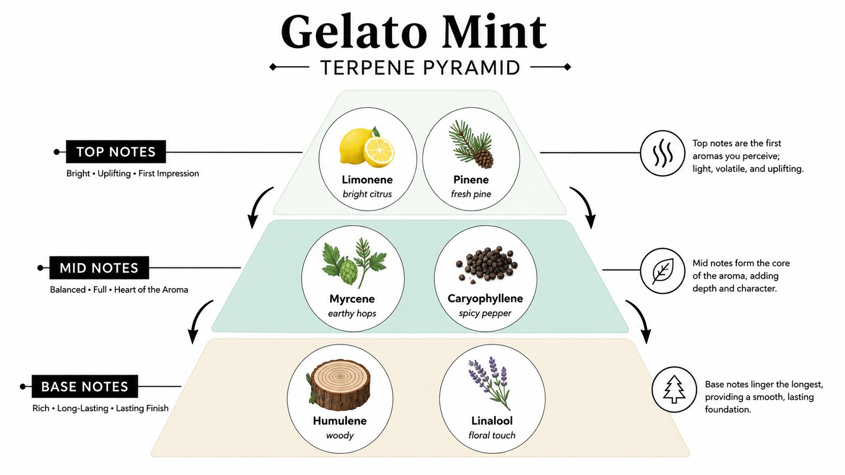 A Gelato Mint terpene pyramid infographic showing top, mid, and base notes with associated botanical descriptors.
