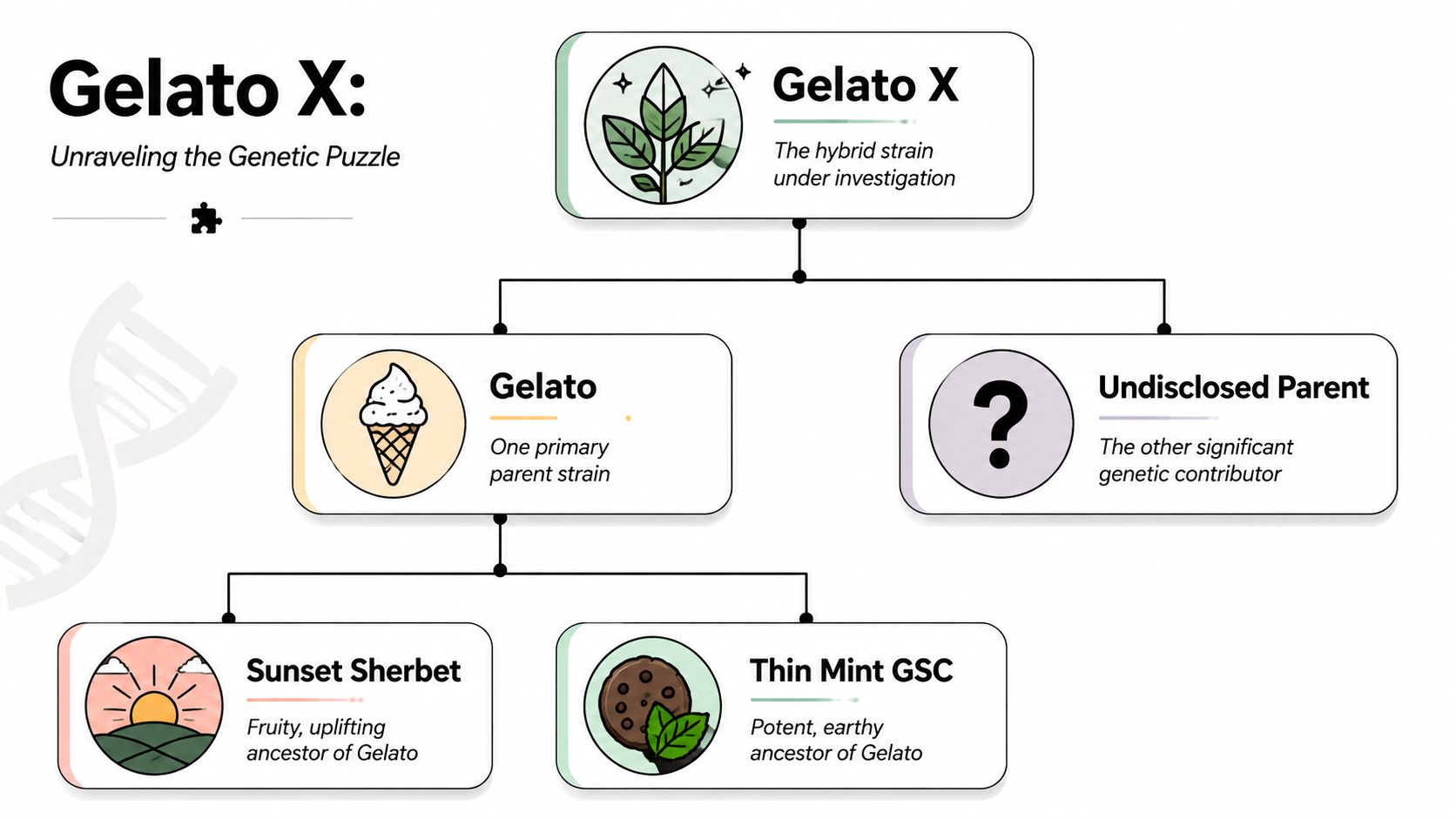 A visual flow chart explaining the genetics of the hybrid cannabis strain Gelato X and its lineage.
