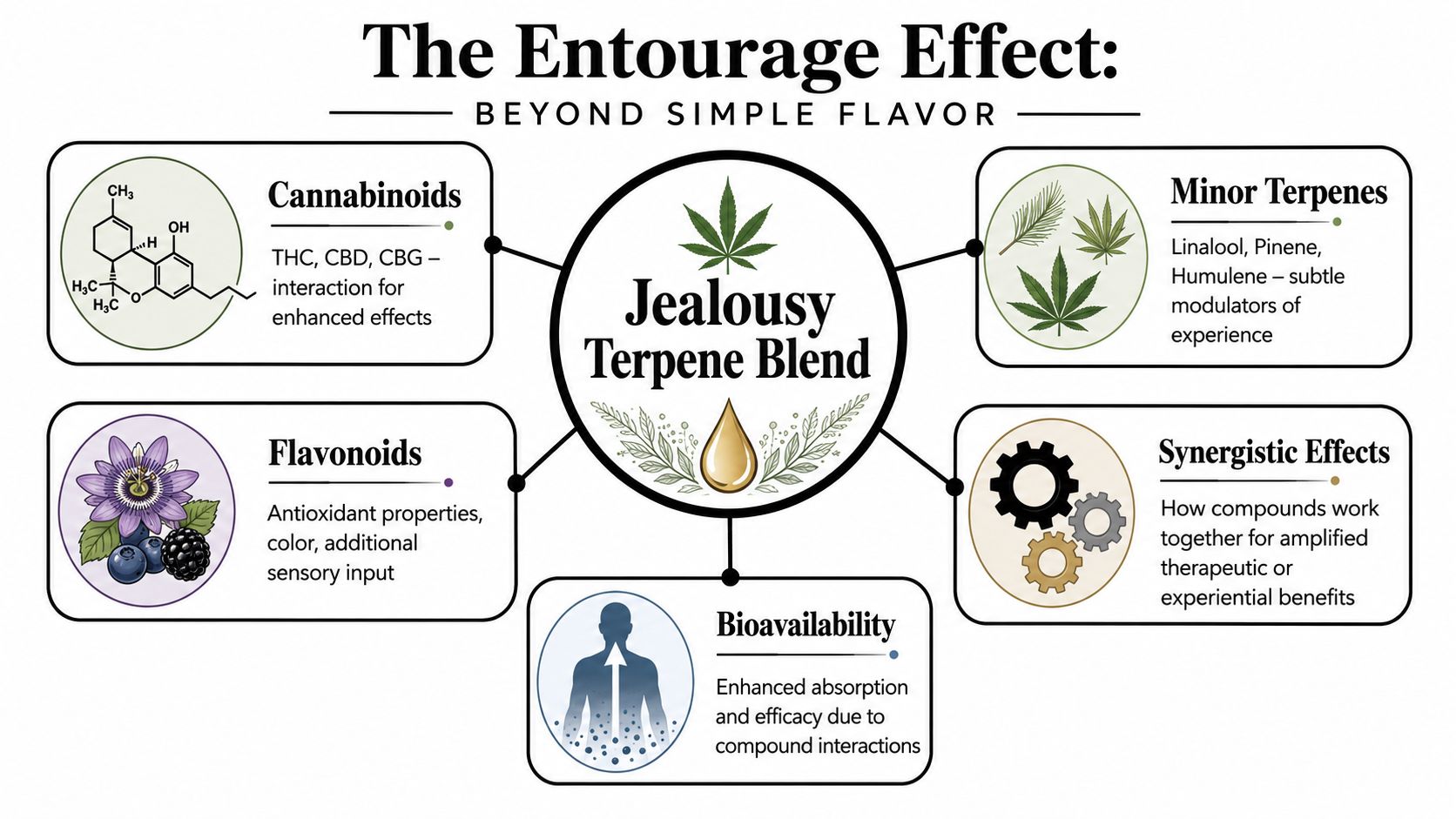 An infographic titled The Entourage Effect explaining the components and benefits of the Jealousy Terpene Blend.