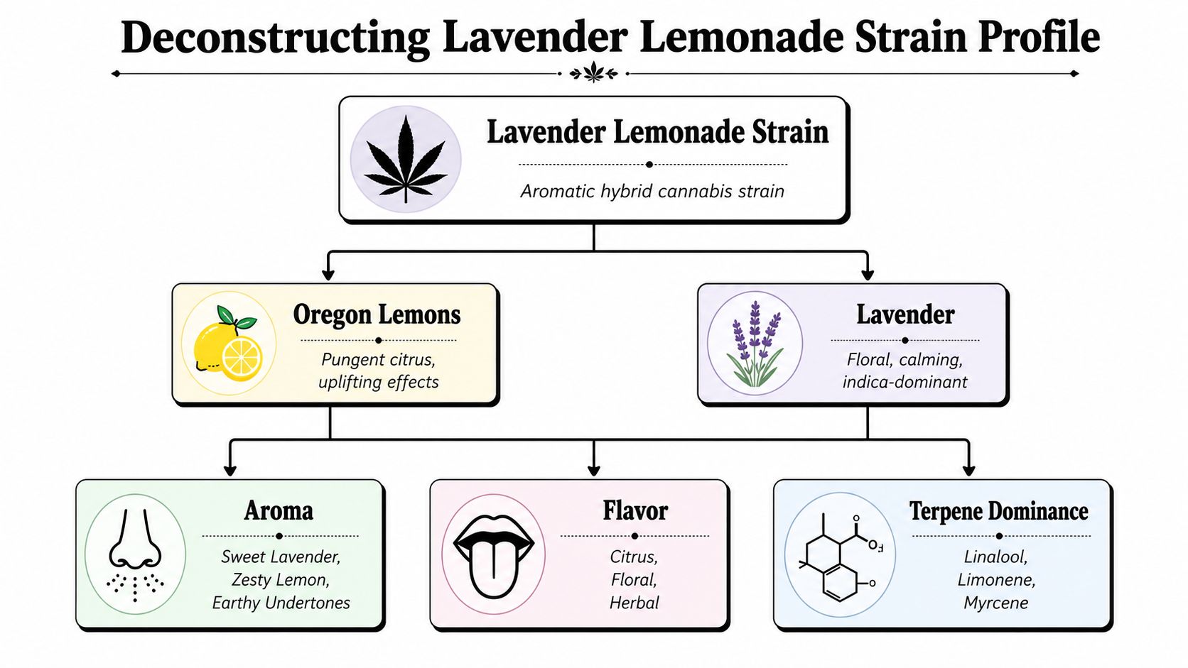An infographic detailing the Lavender Lemonade cannabis strain profile, its parent strains, aroma, flavor, and primary terpenes.