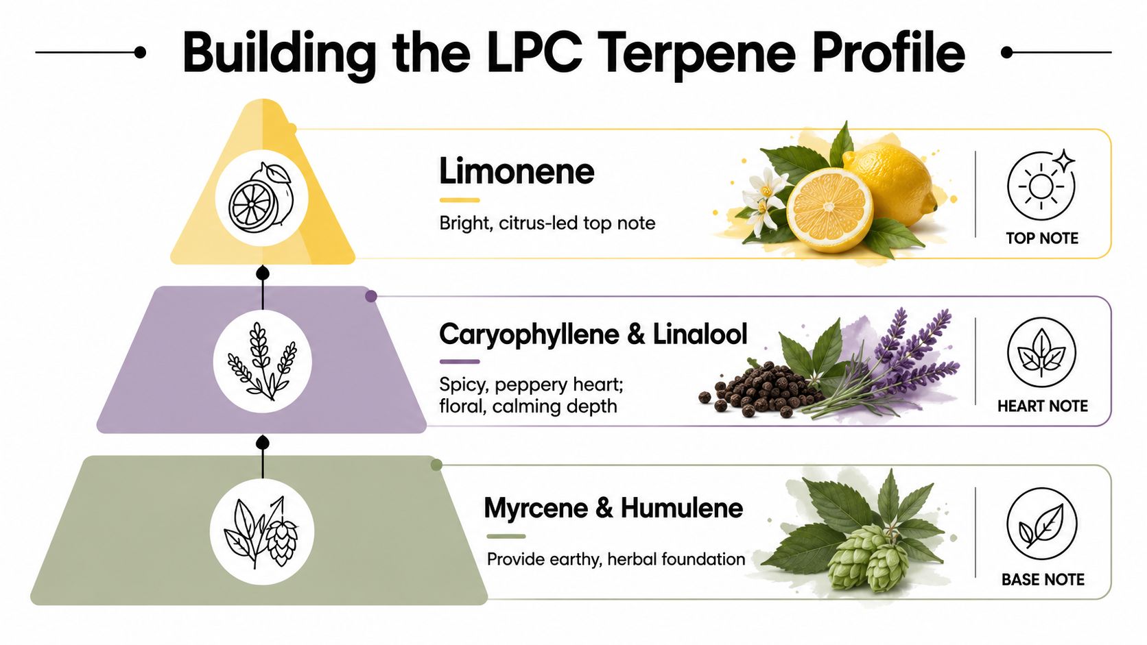 An infographic showing the terpene profile of London Pound Cake, categorized by top, heart, and base notes.