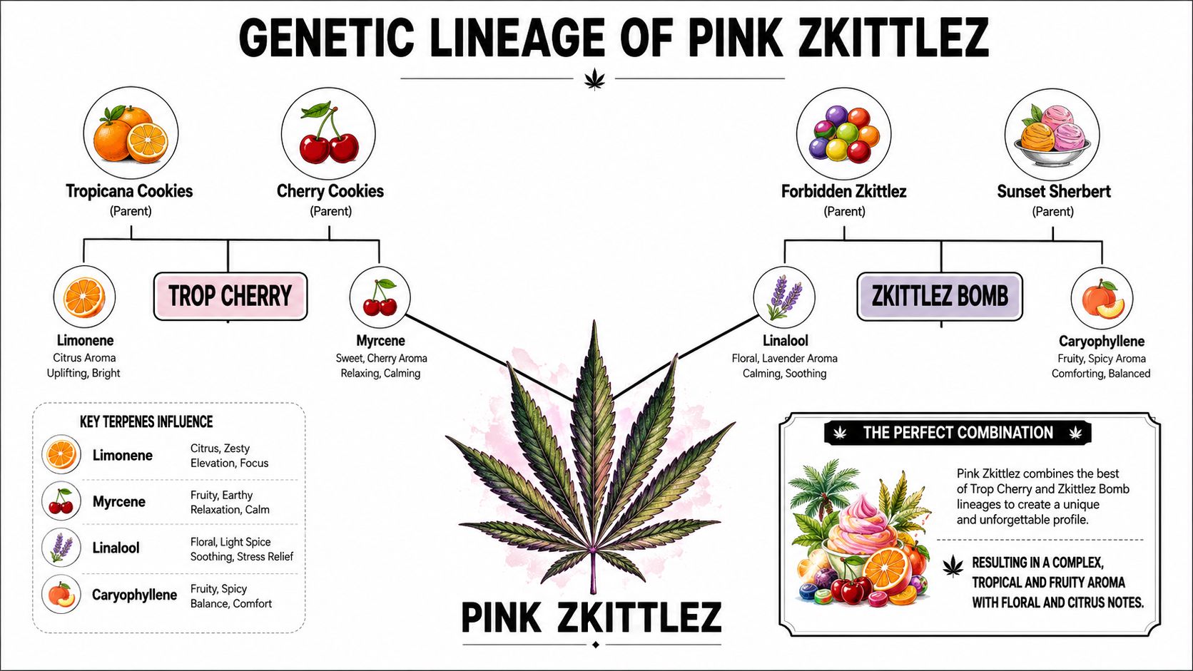 An infographic illustrating the genetic lineage and terpene profile of the Pink Zkittlez cannabis strain.