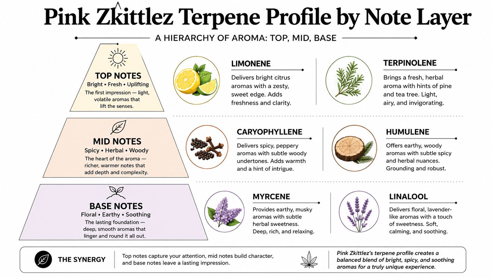 An infographic breakdown of the Pink Zkittlez strain terpene profile organized by top, mid, and base aroma notes.