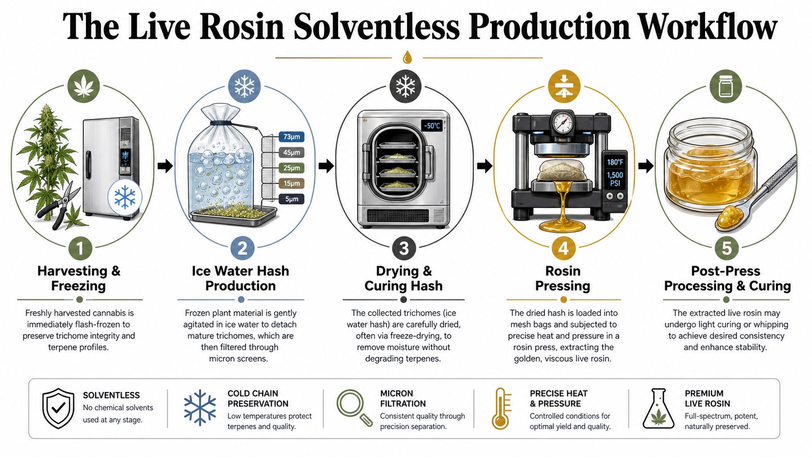 A detailed infographic showing the five-step production workflow for making solventless cannabis live rosin concentrate.