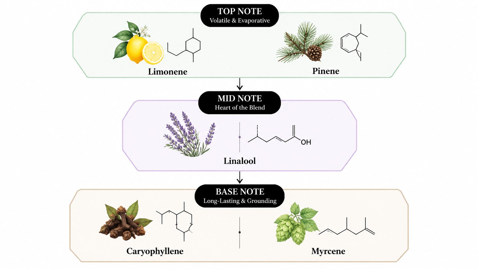 A diagram categorizing essential oil terpenes into top, middle, and base fragrance notes with chemical illustrations.