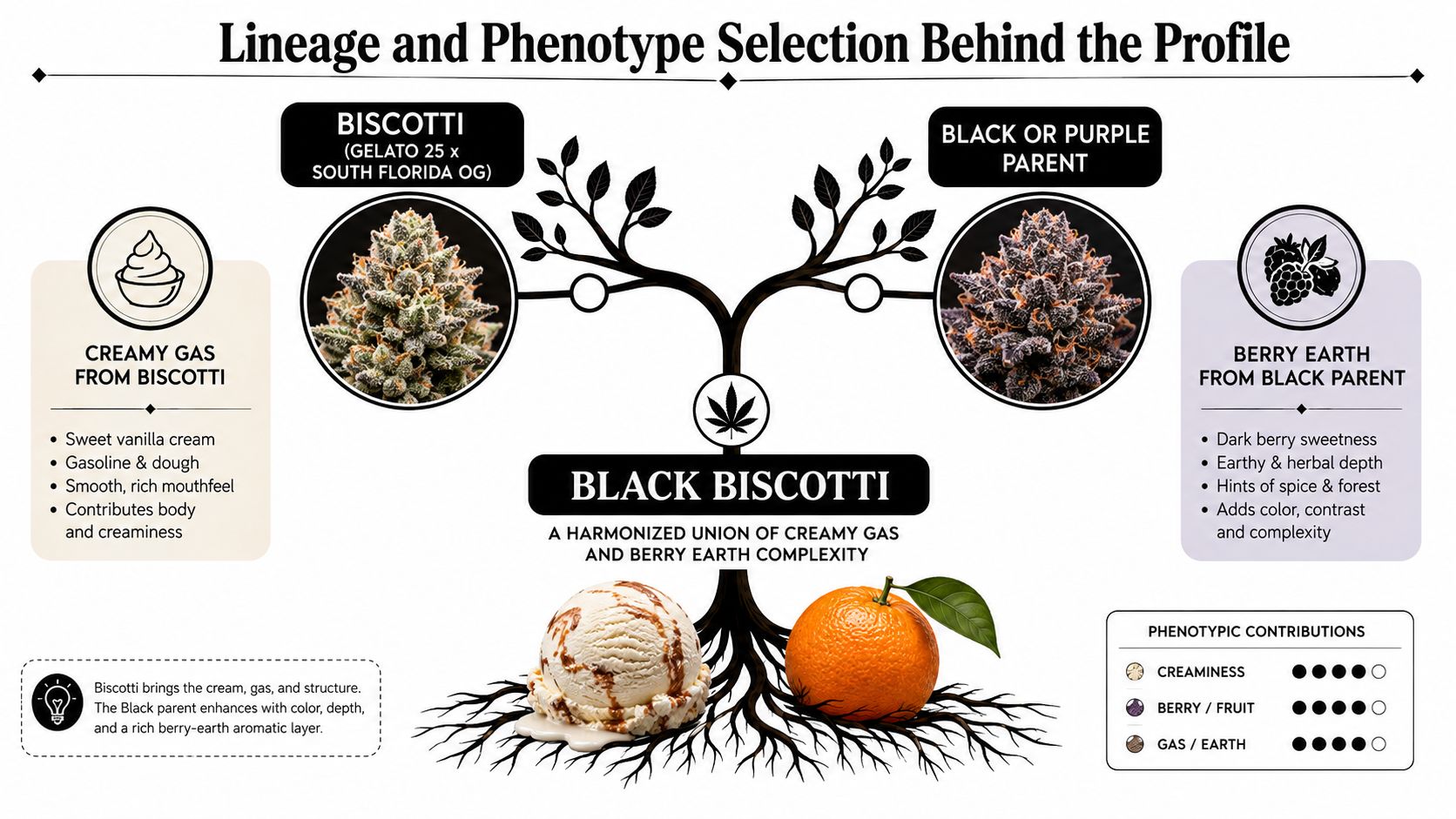 An infographic detailing the lineage and phenotypic traits of the Black Biscotti cannabis strain, highlighting its parent plants.