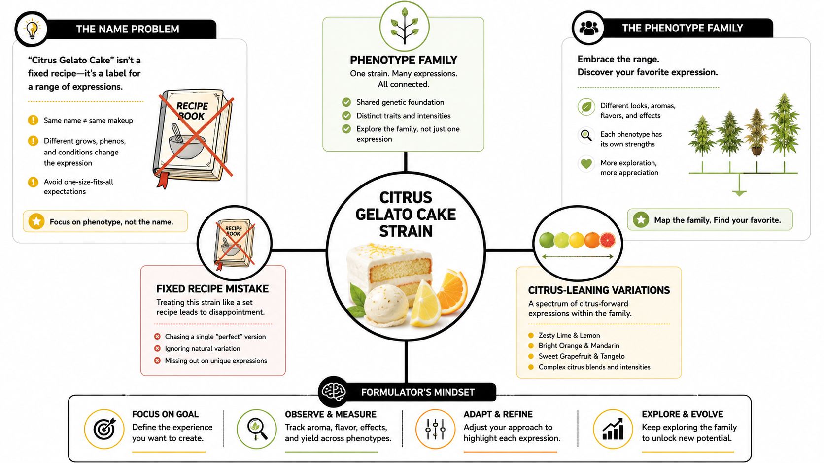 An infographic explaining that the Citrus Gelato Cake strain is a family of diverse plant phenotypes.