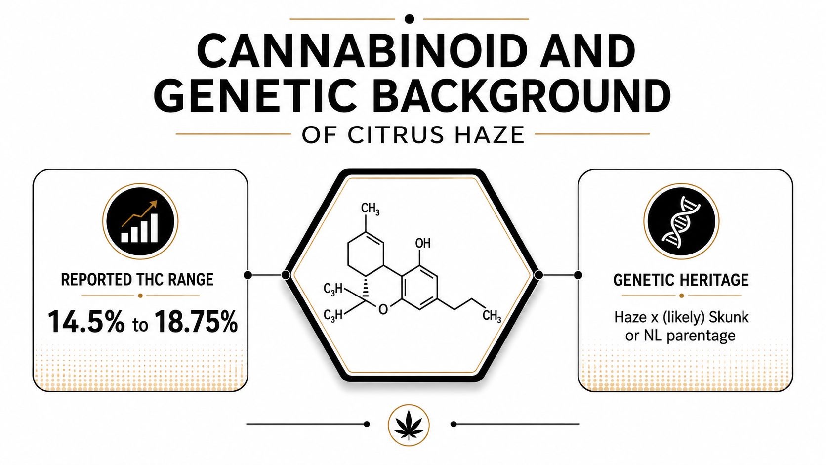 An infographic showing the THC percentage range and genetic lineage of the Citrus Haze cannabis strain.