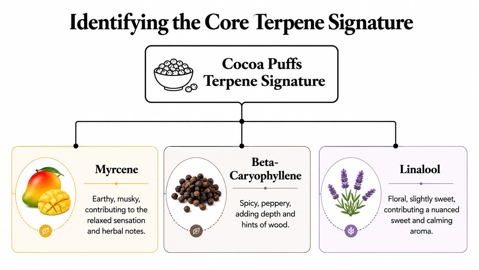 An infographic showing the core terpene signature of the Cocoa Puffs cannabis strain with Myrcene, Beta-Caryophyllene, and Linalool.