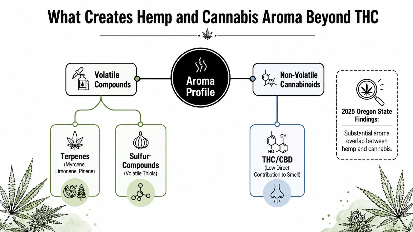 An infographic showing that terpenes and sulfur compounds, not THC, primarily create hemp and cannabis aroma.