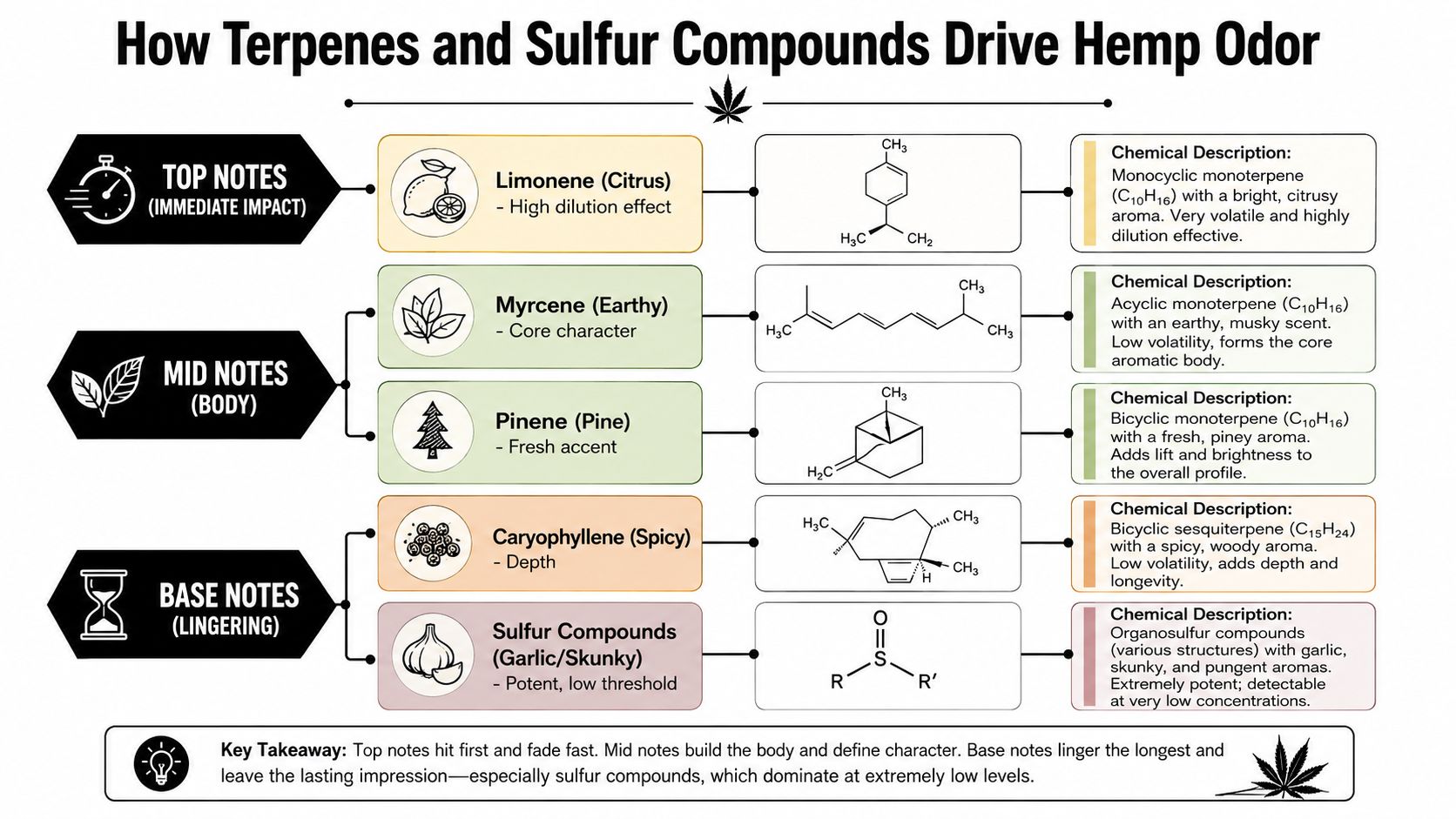 An infographic explaining how various terpenes and sulfur compounds contribute to the distinct scent profile of hemp.